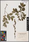 Foto von Salix aurita L. x Salix hastata L.